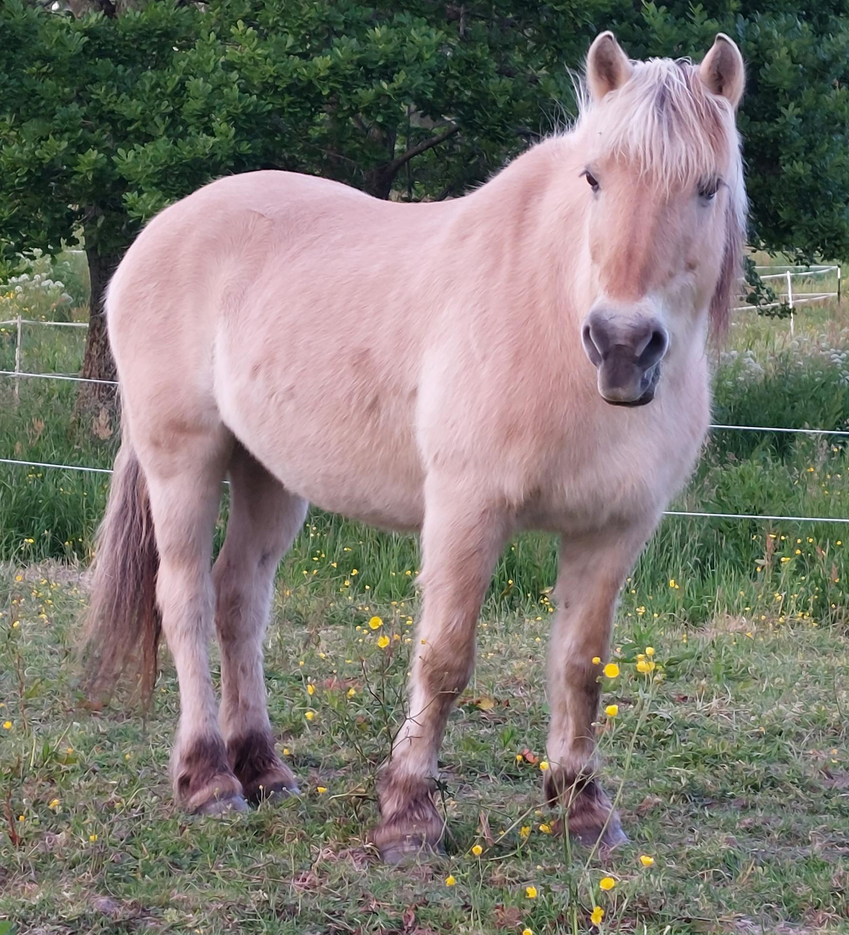 Cheval médiateur