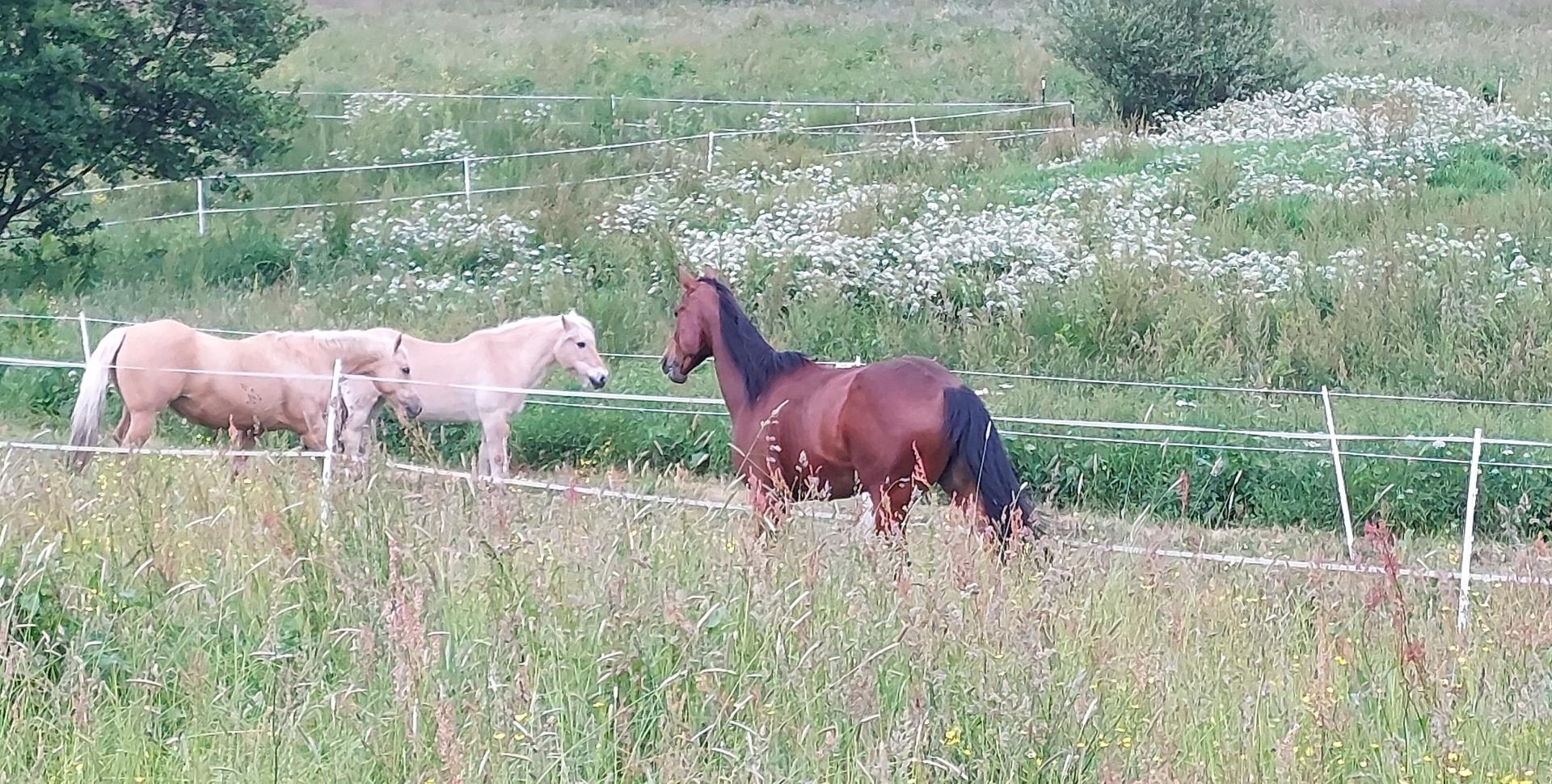 chevaux en liberté