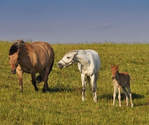 Cheval famille protection 2